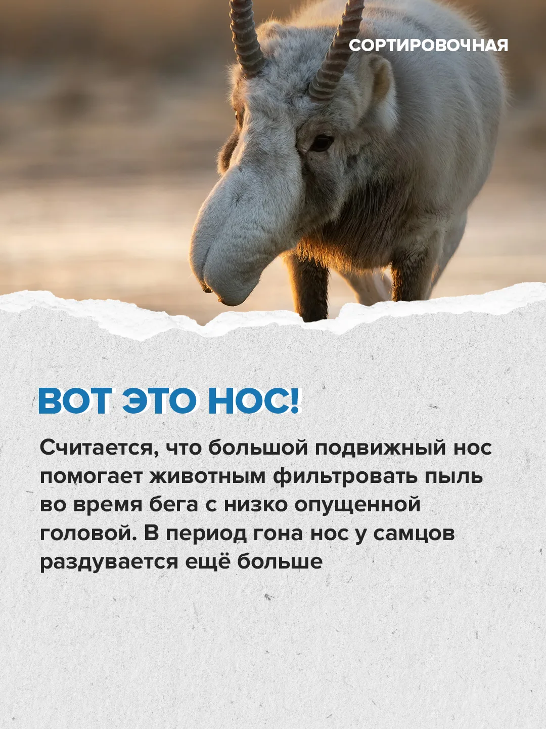 ❤️ Сегодня отмечаем Международный день сайгака  Праздник призван привлечь внимание к сохранению этог