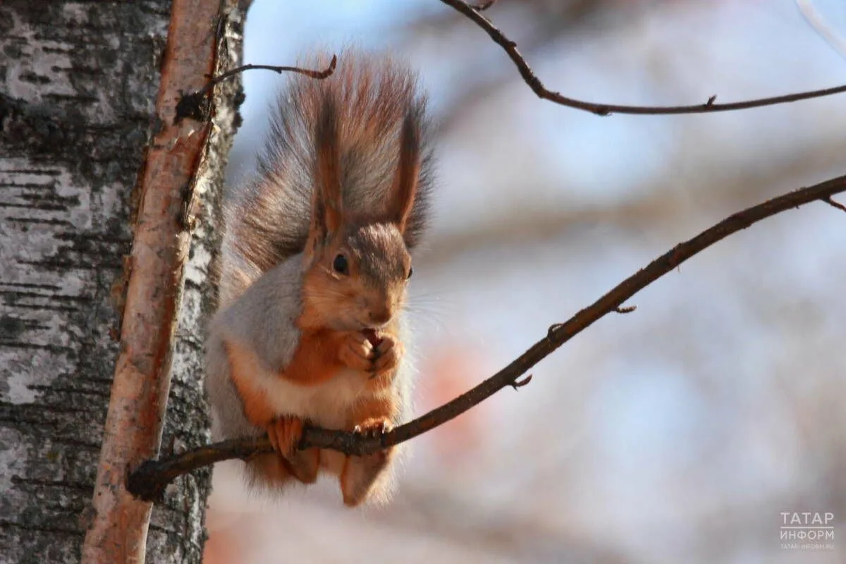 🐿 Как помочь бельчатам во время «белкопада»