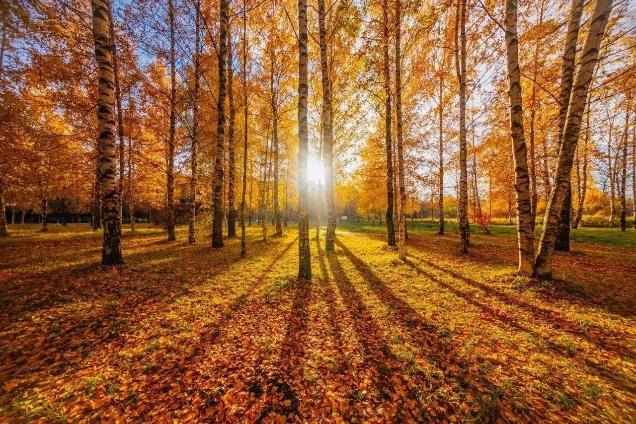 🍁Золотая осень пришла в Нижегородскую область
