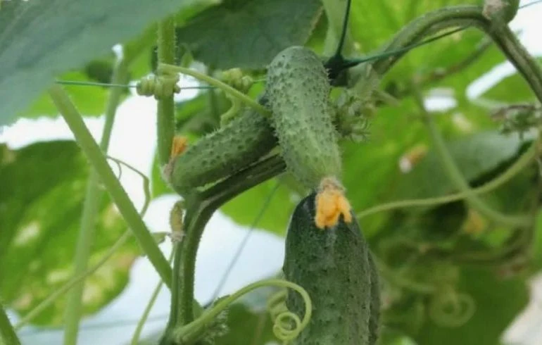 🥒 Вся страна будет с огурцами: Подмосковье вышло на мощные показатели. За три месяца собрали внушит