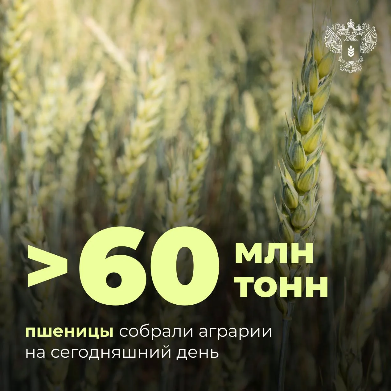 🌾 Уборка пшеницы преодолела экватор