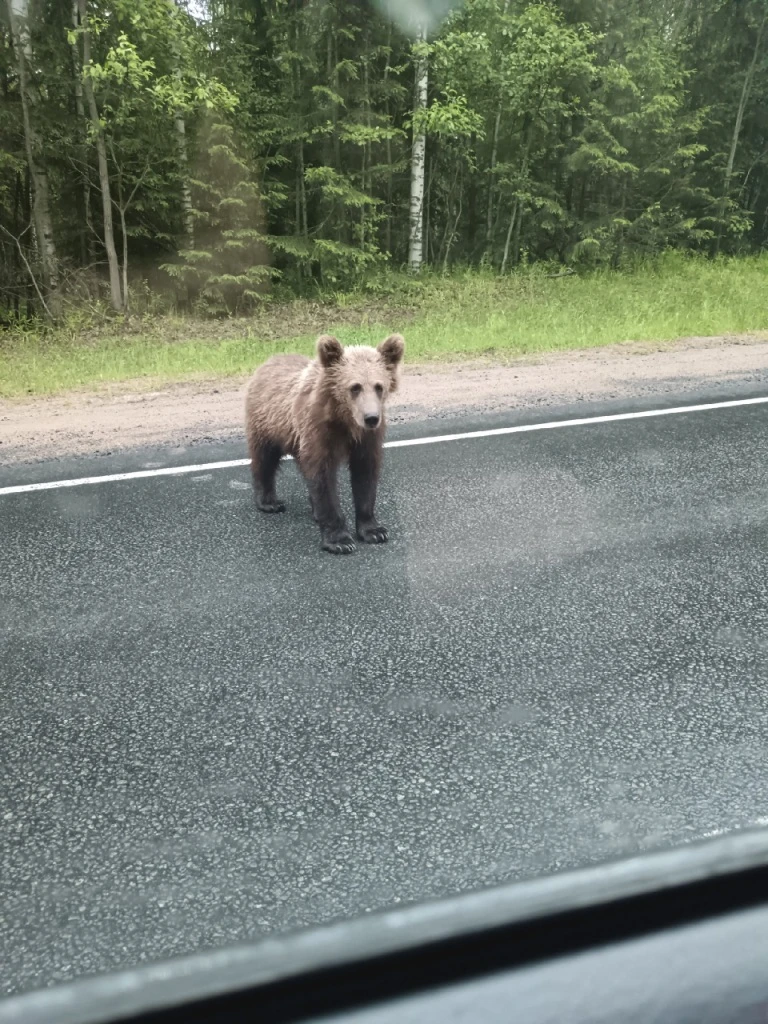 🐻 Медведь вышел к кафе на трассе Барнаул - Кемерово