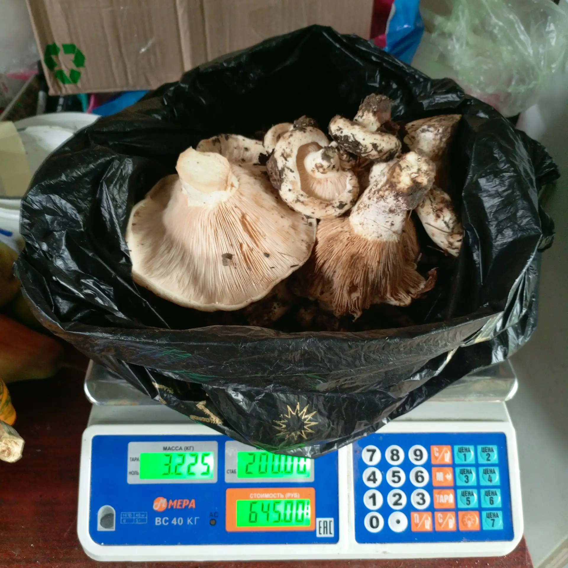 Свежие грузди  200 р кг Невинномысск 89188799254
