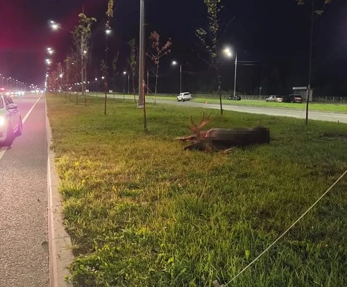 В Череповце на проезжей части сбили лося.