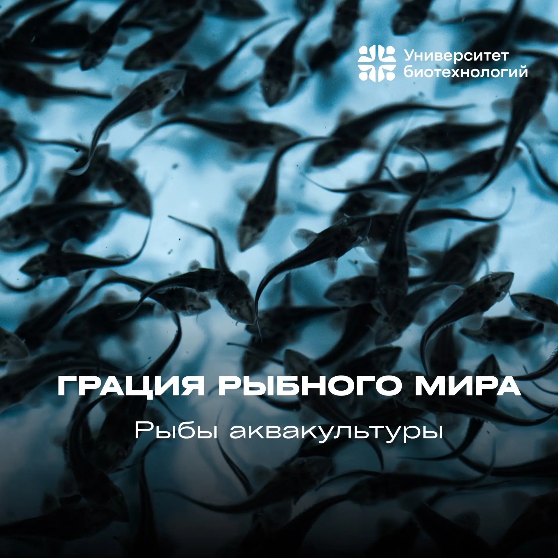 🐾 Лапки, хвосты и перья  В этом лонгриде мы рассказываем о грациозном мире рыб Центра аквакультуры У
