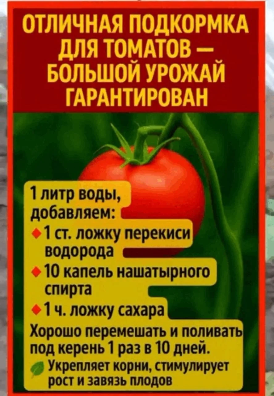 Огородные советы для дачников 🌱