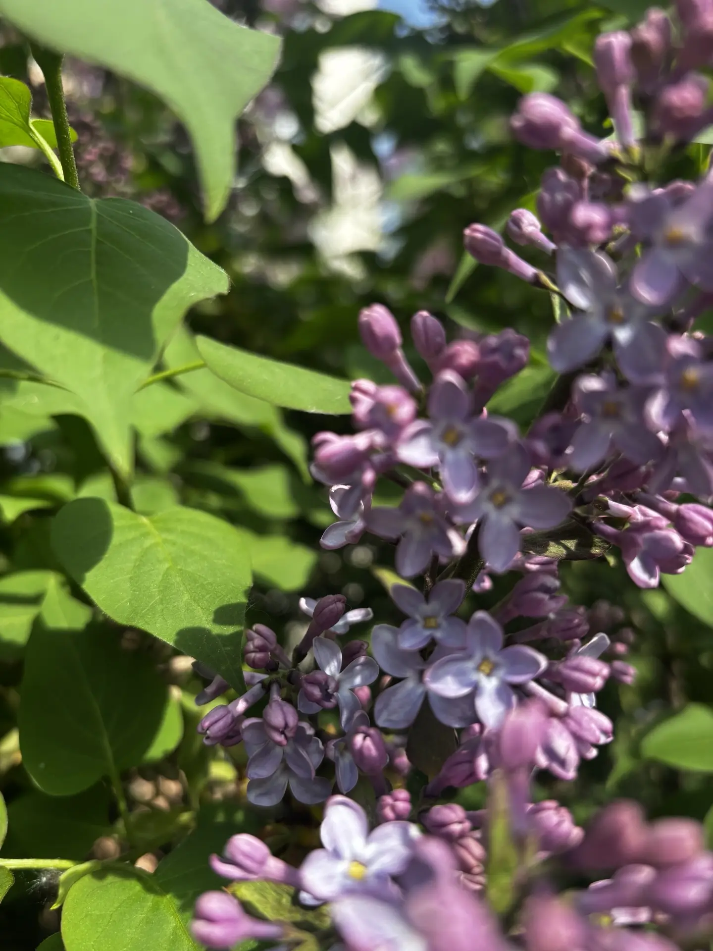 18 мая отмечают Всемирный день сирени! 💜