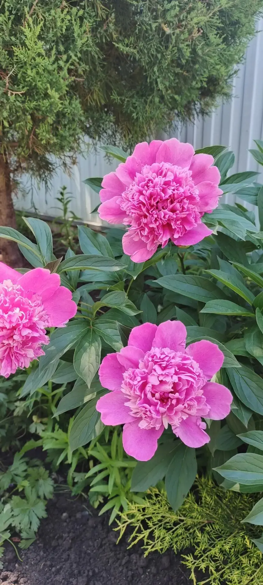 ☀️Доброе утро, дорогие подписчики! 

🌸Лето в самом разгаре, а это значит, что вокруг настоящее буйс