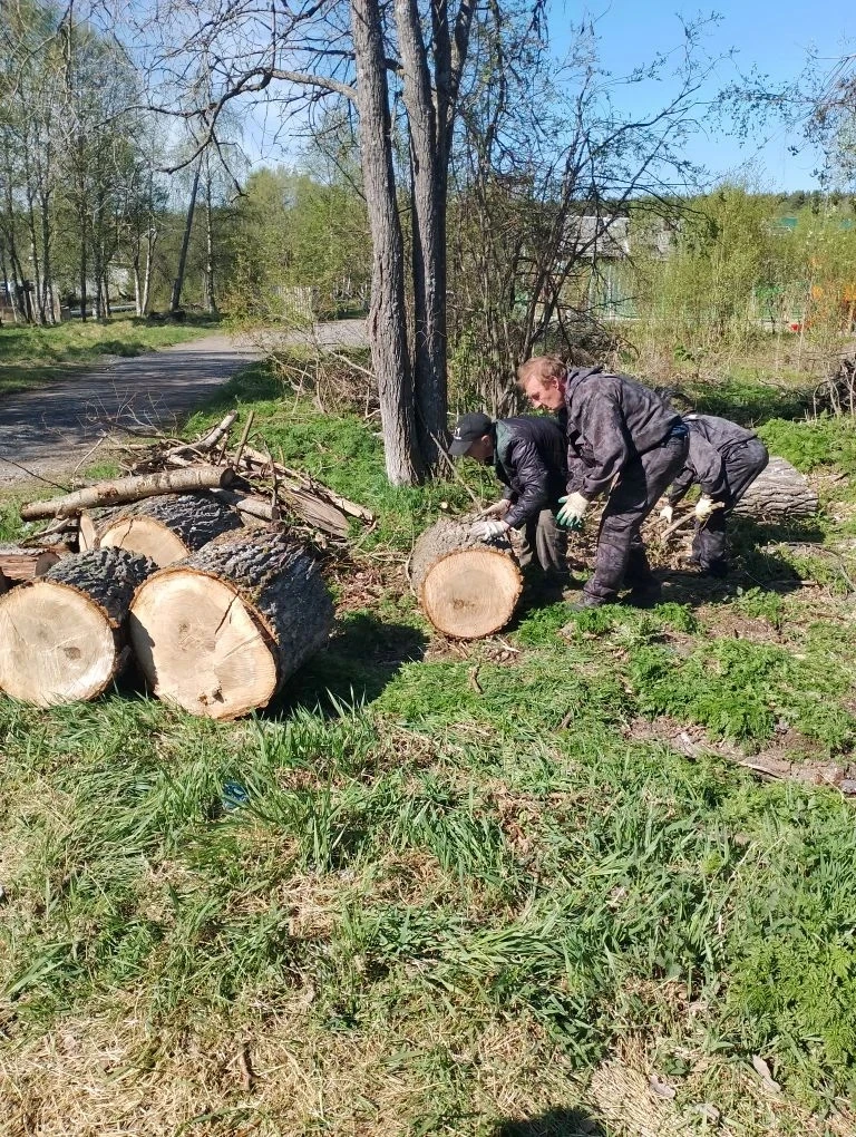 🌳 Специалисты завершили работы по распилу дерева на Приморской улице