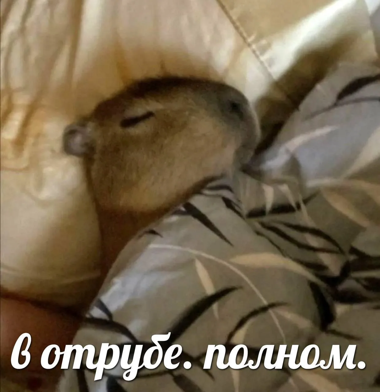 Как проходит ваша суббота?