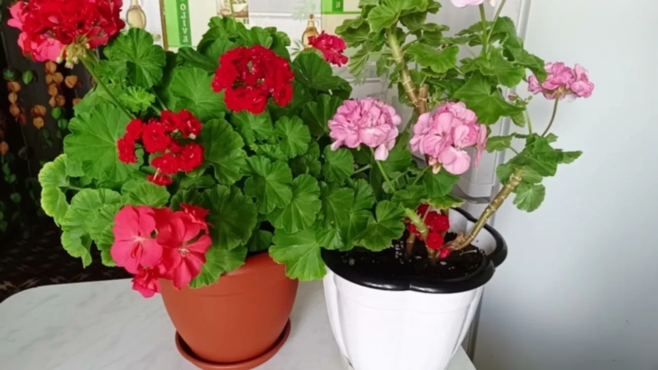 🌺 Почему герань не цветёт: причины и решения

Пеларгония ценится за яркие соцветия и неприхотливост