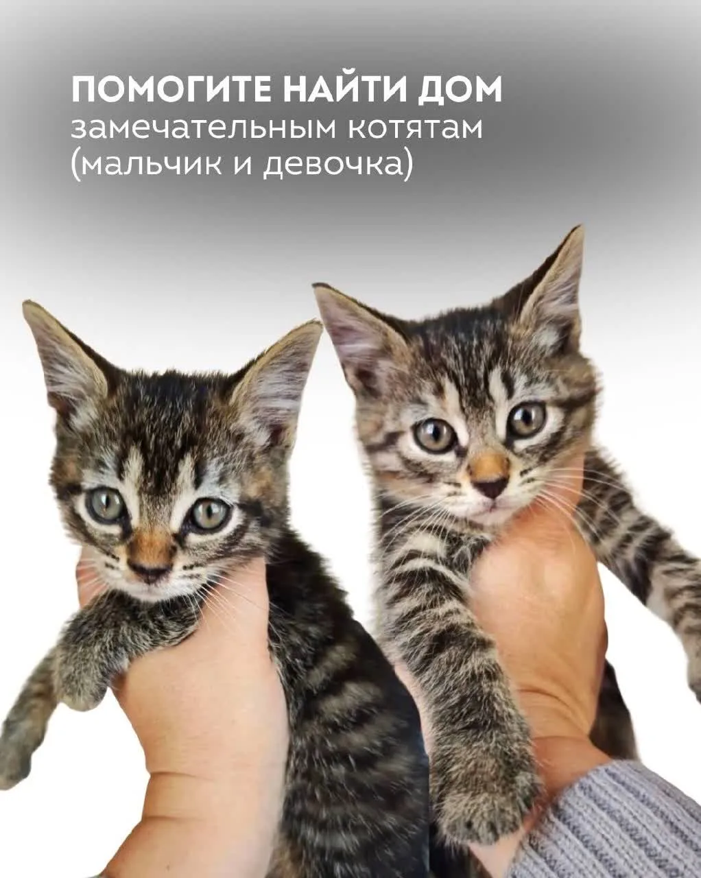 ❕Помогите найти дом деткам❕СПб