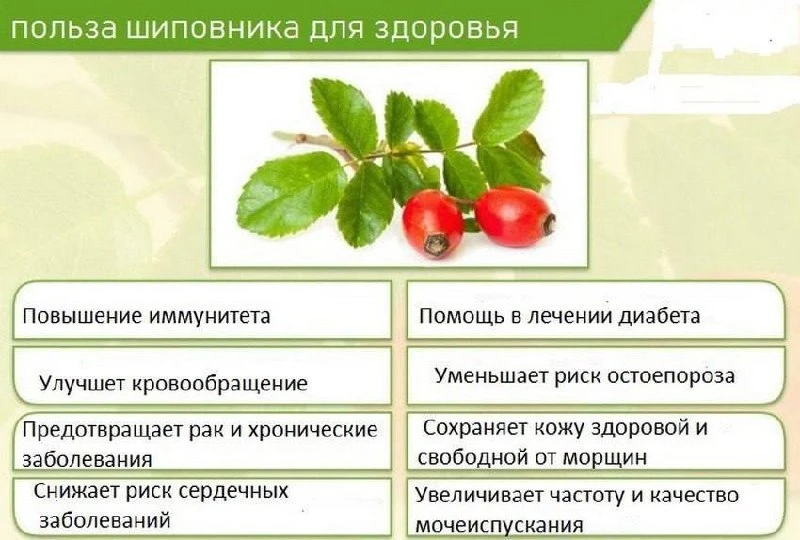 Шиповник: ваш личный доктор в саду