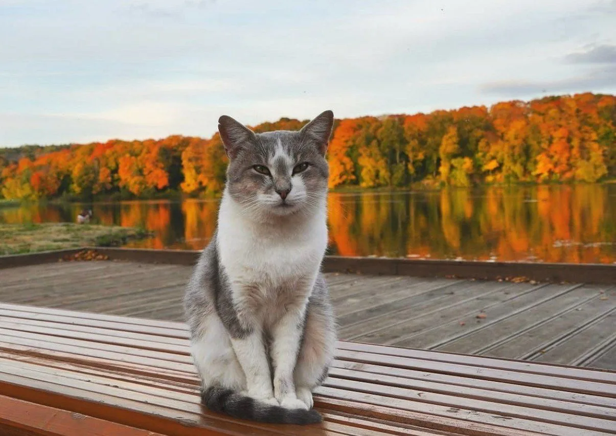 🍁 Осенняя палитра от тульского фотографа Елены Гороховой
