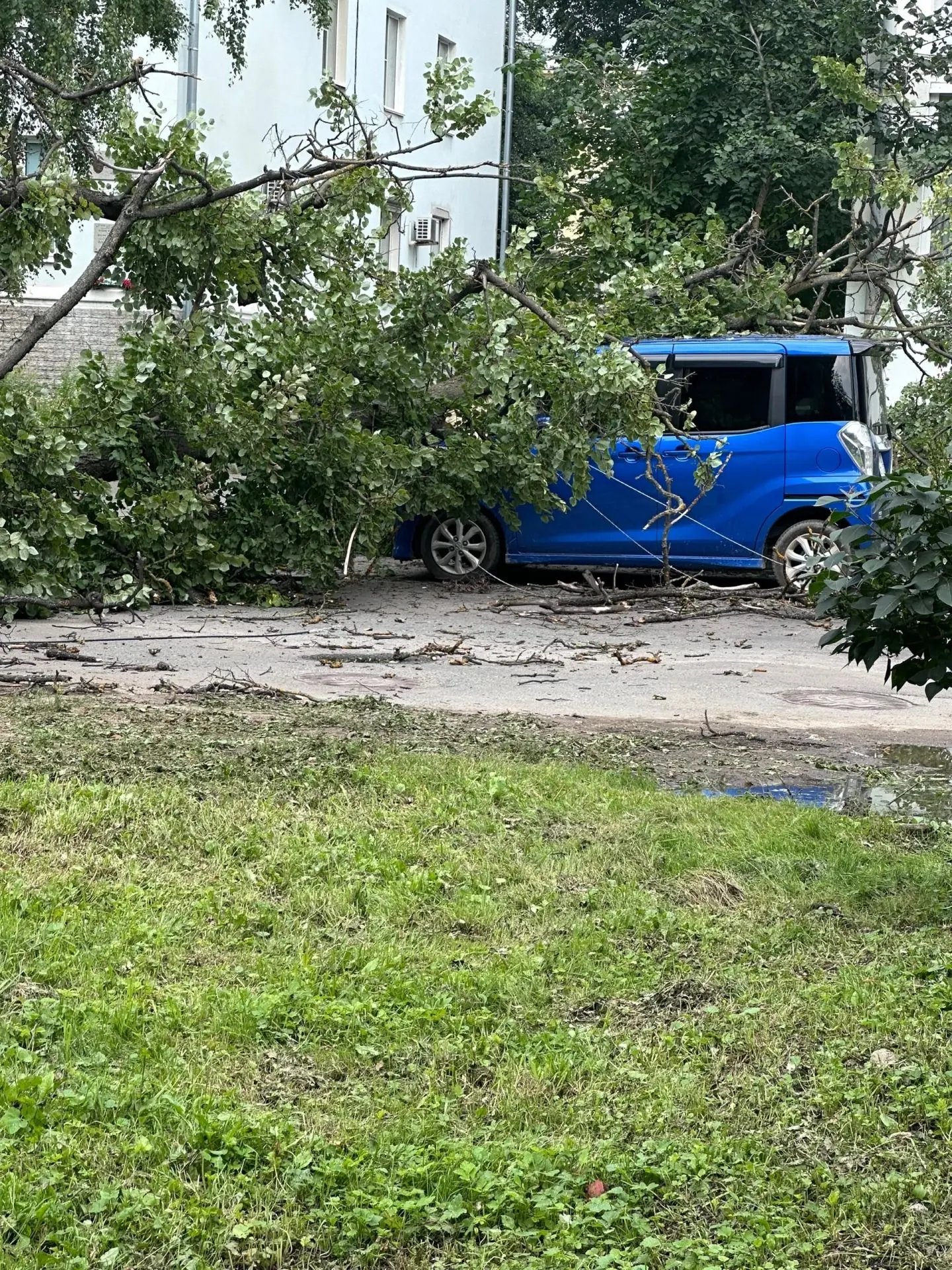 ⚡Упало дерево на октябрьской 6