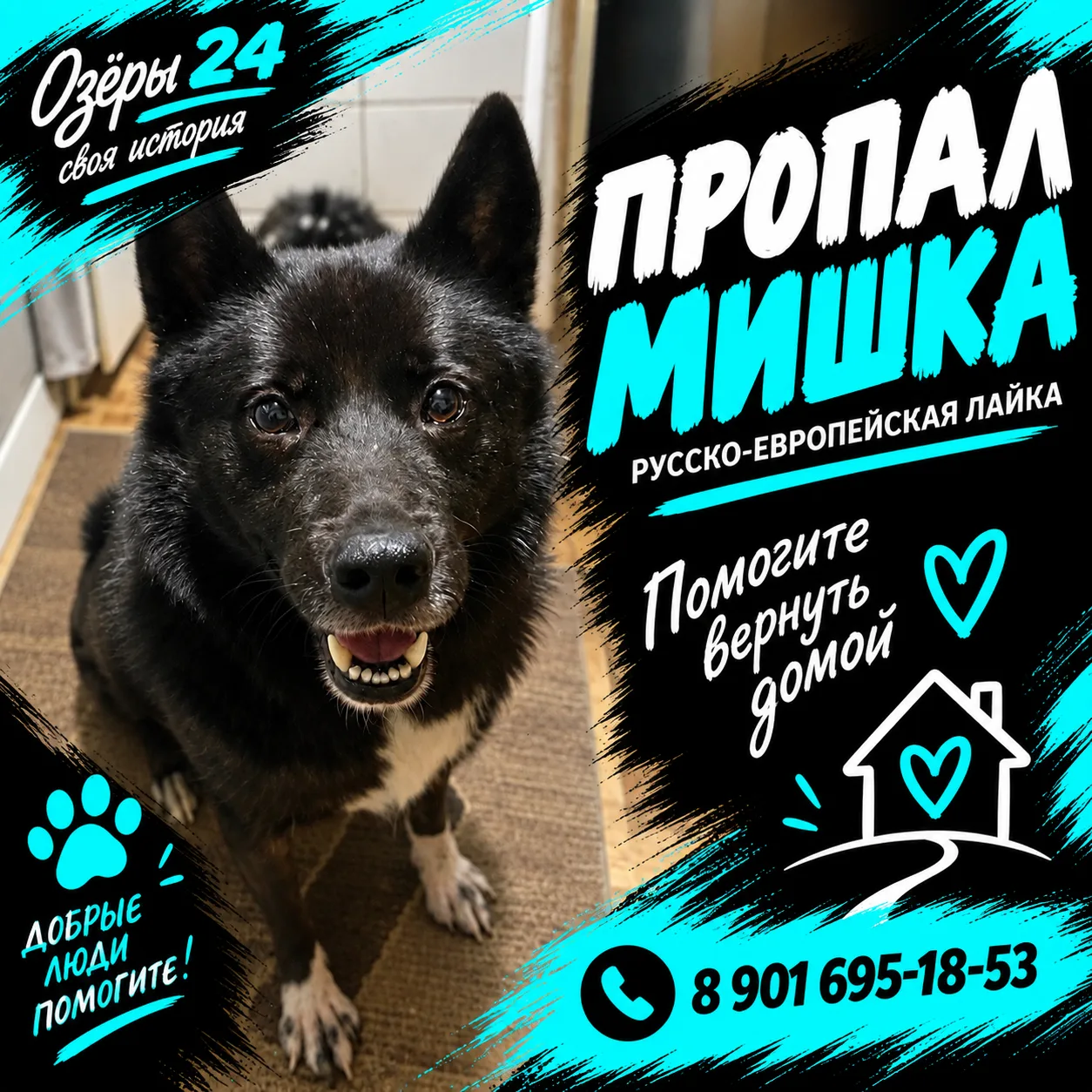 🐕 Из предложки: пропала собака — русско-европейская лайка, кличка Мишка.