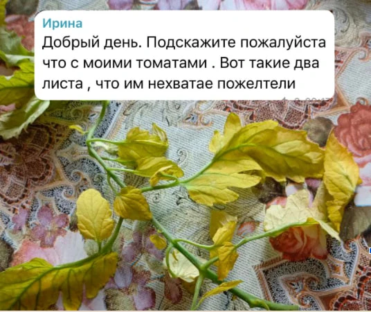 Проблема, с которой сталкиваются 90% садоводов каждый сезон! 

Если пожелтевшие листья - нижние, и и