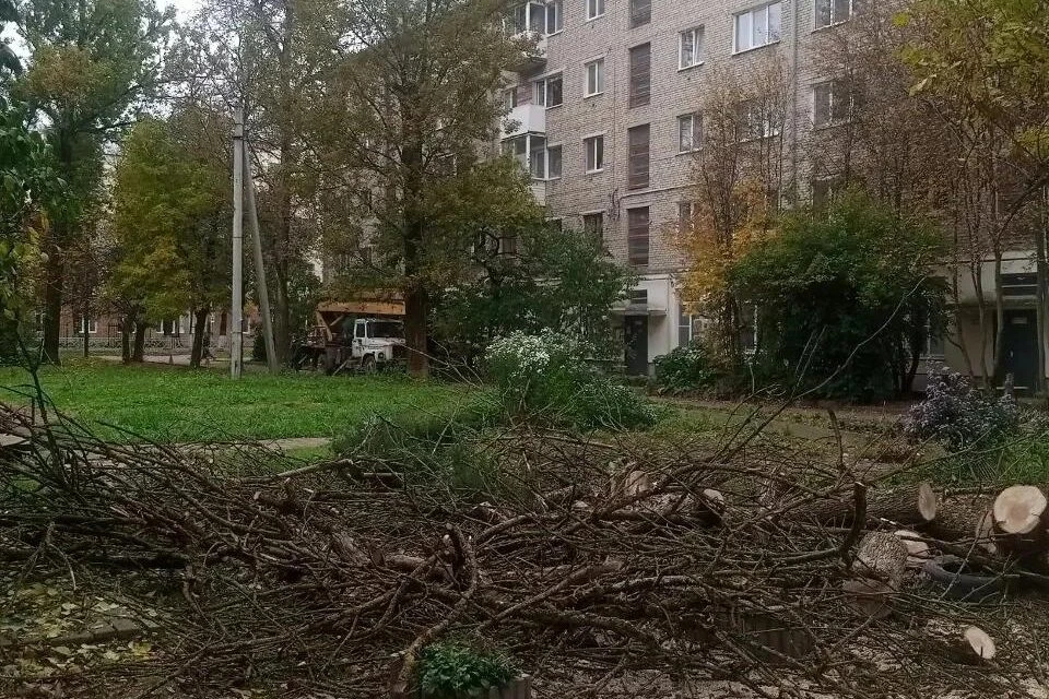 В ГУК назвали причины спила деревьев во дворах Смоленска