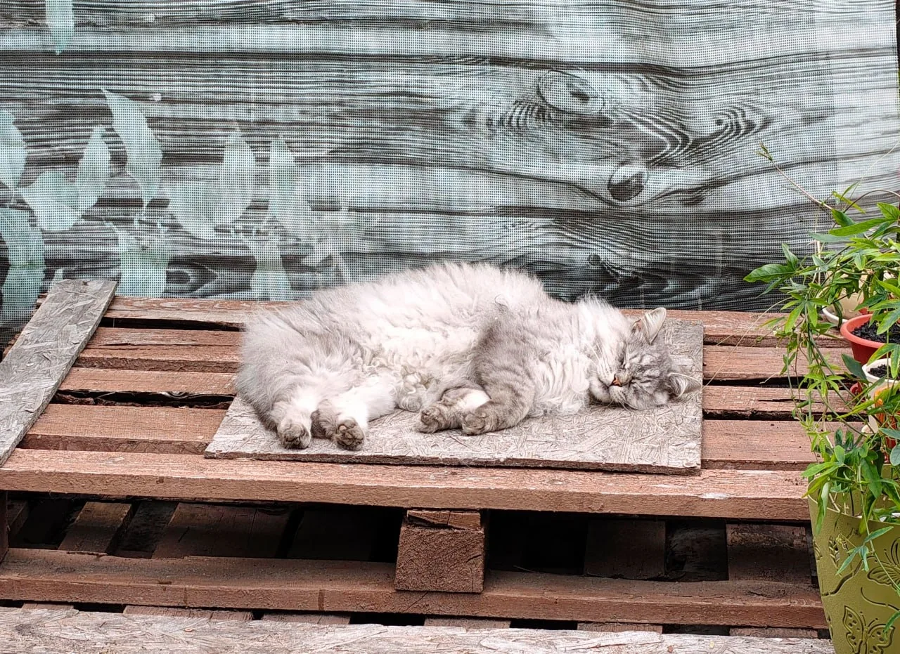 Приятных снов.

#котоглядство