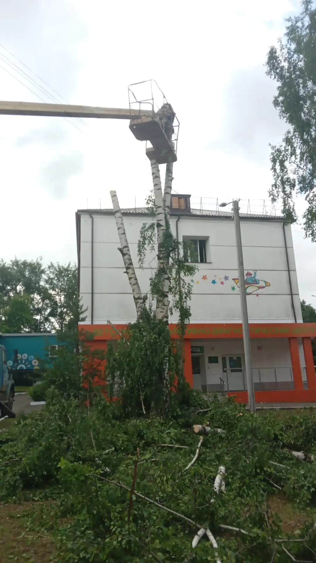 На территории детской областной больницы собираются спилить здоровые деревья. В списке — две берёзы,