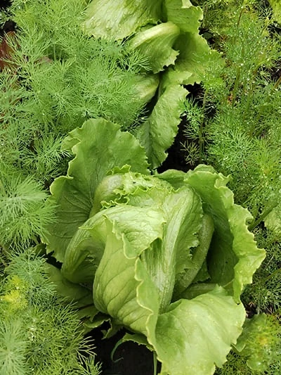 Самое время еще посеять партию зелени и вкусных салатов, которые не зацветут в жару и н...