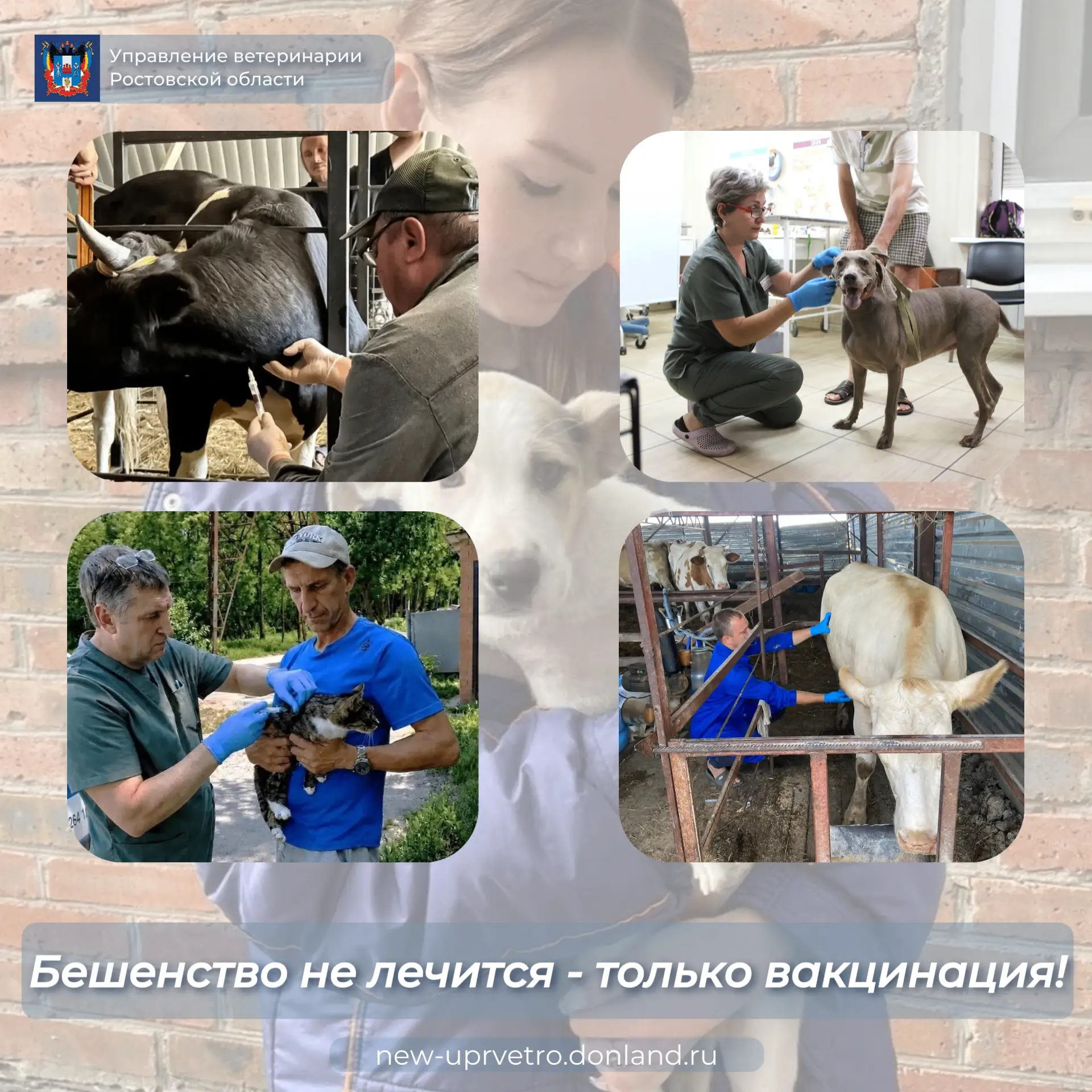 Друзья, напоминаем: бешенство — это смертельное вирусное заболевание, которое поражает ...