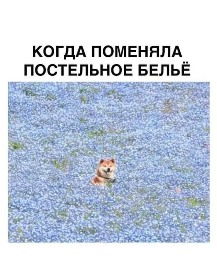 ПЕРВЫЙ МЕМНЫЙ