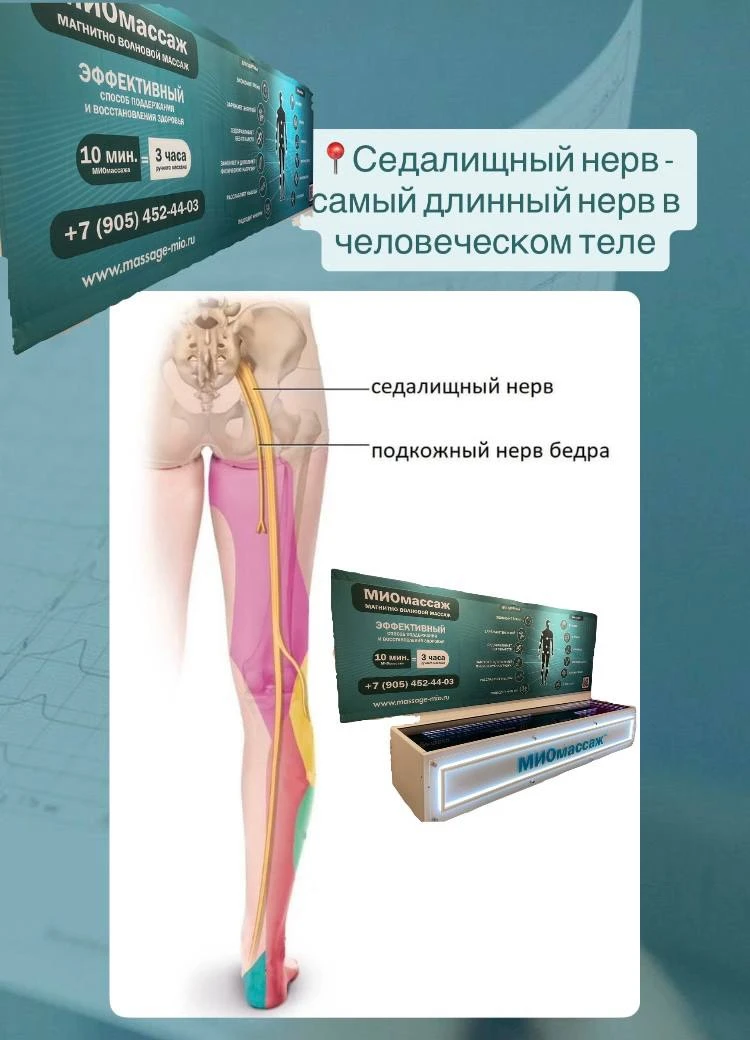 📍Седалищный нерв - самый длинный нерв в человеческом теле,