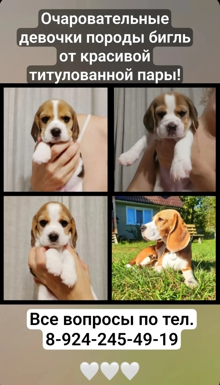 🐶 Щенки Бигля💥