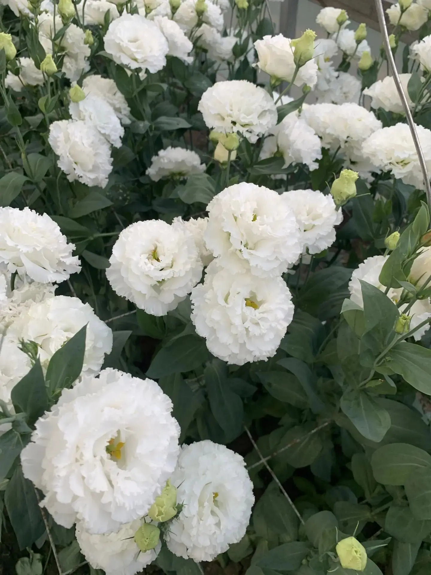 🌿 Чудо из крошечного ростка😍