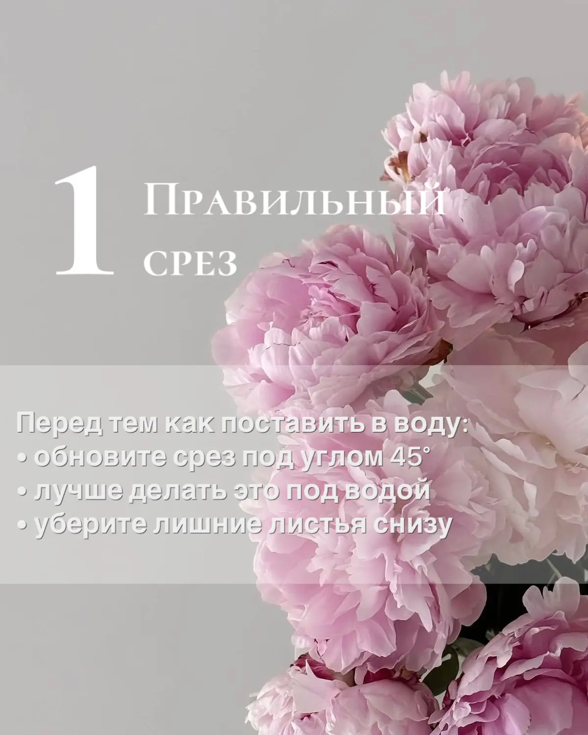 🌸✨Пионы — одни из самых нежных красивых цветов, но если знать несколько простых правил...