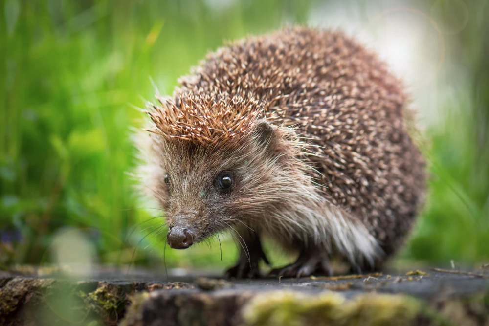 Что я там не видел
В вашем сен тропе
То ли дело ёжик
На лесной тропе... 🦔