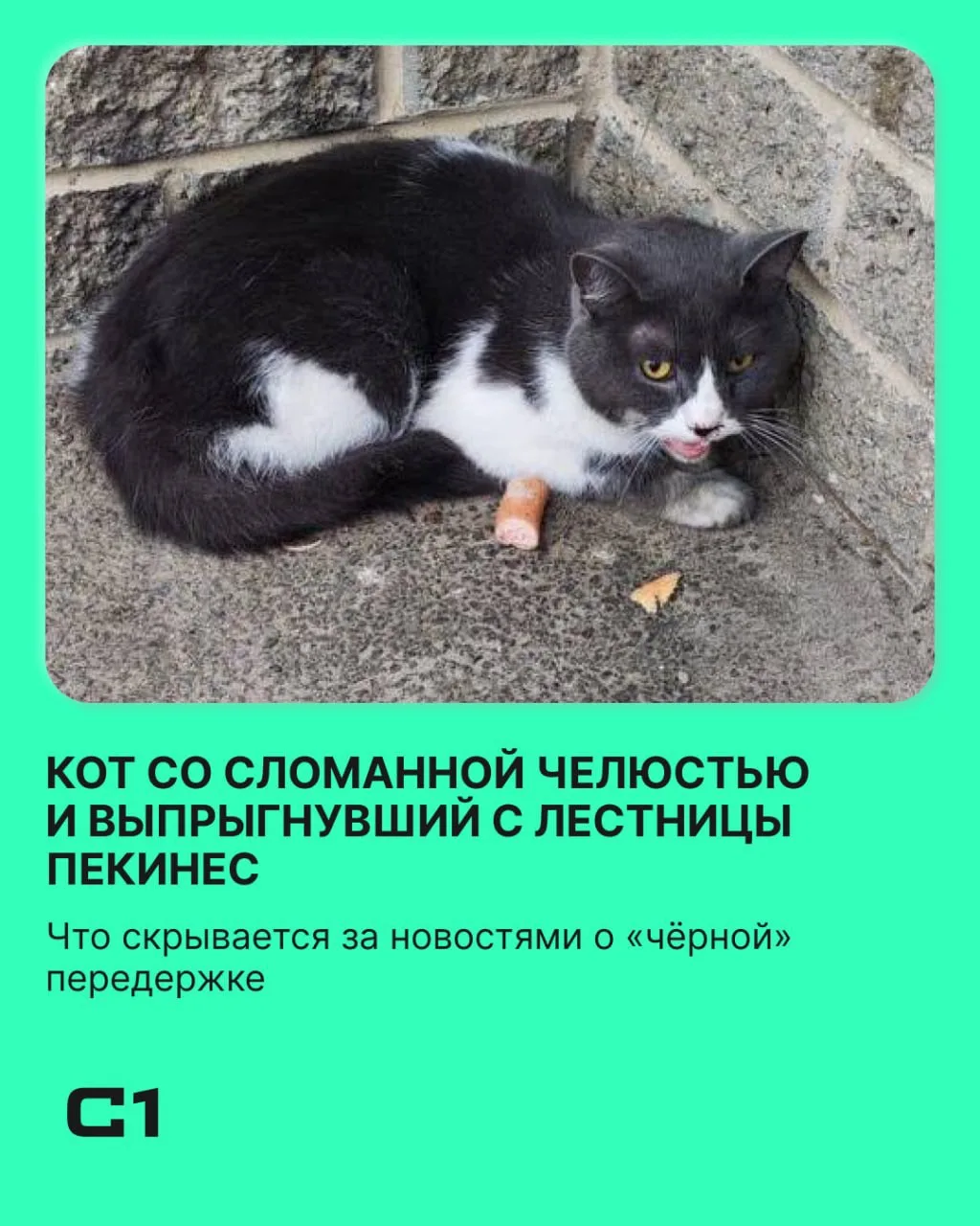 ❗️В Международный день защиты животных совместно с благотворительным фондом помощи живо...
