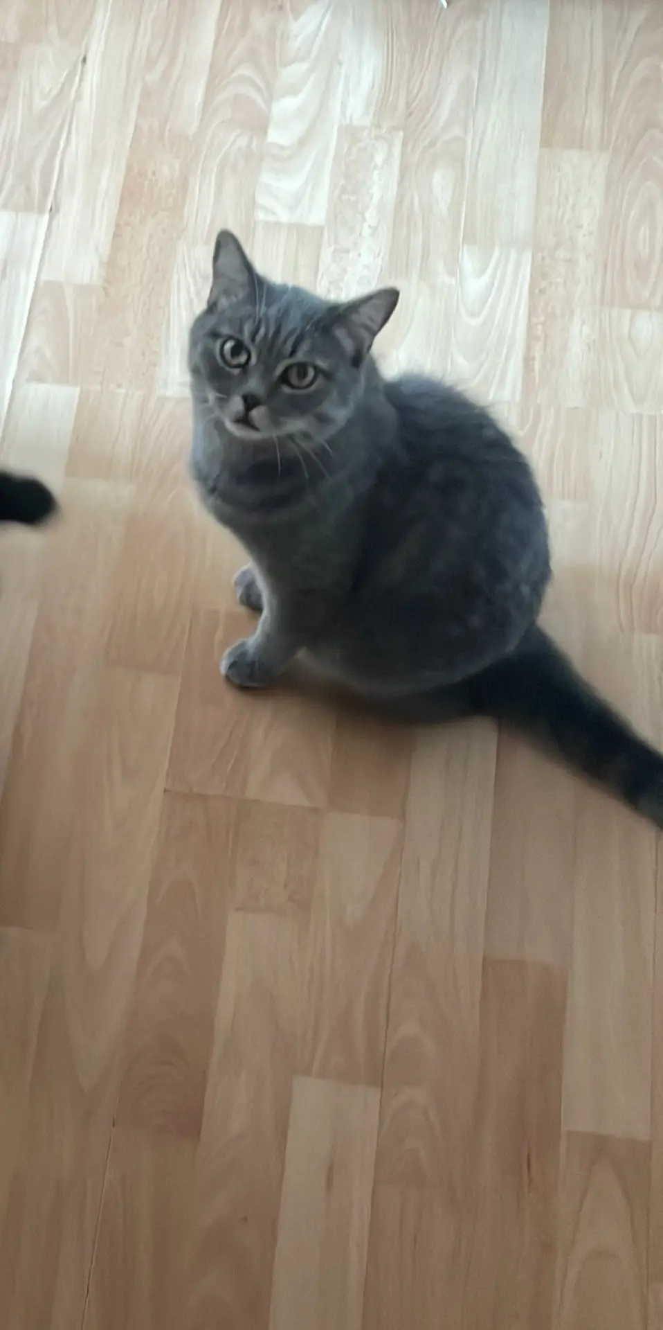 🐈 Добрый вечер!