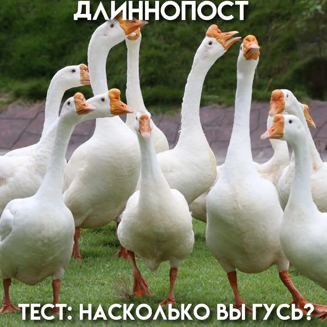 Римляне уважали гусей за лучшую сигнализацию, гуси общаются на языке из десяти звуков, а в Нидерланд