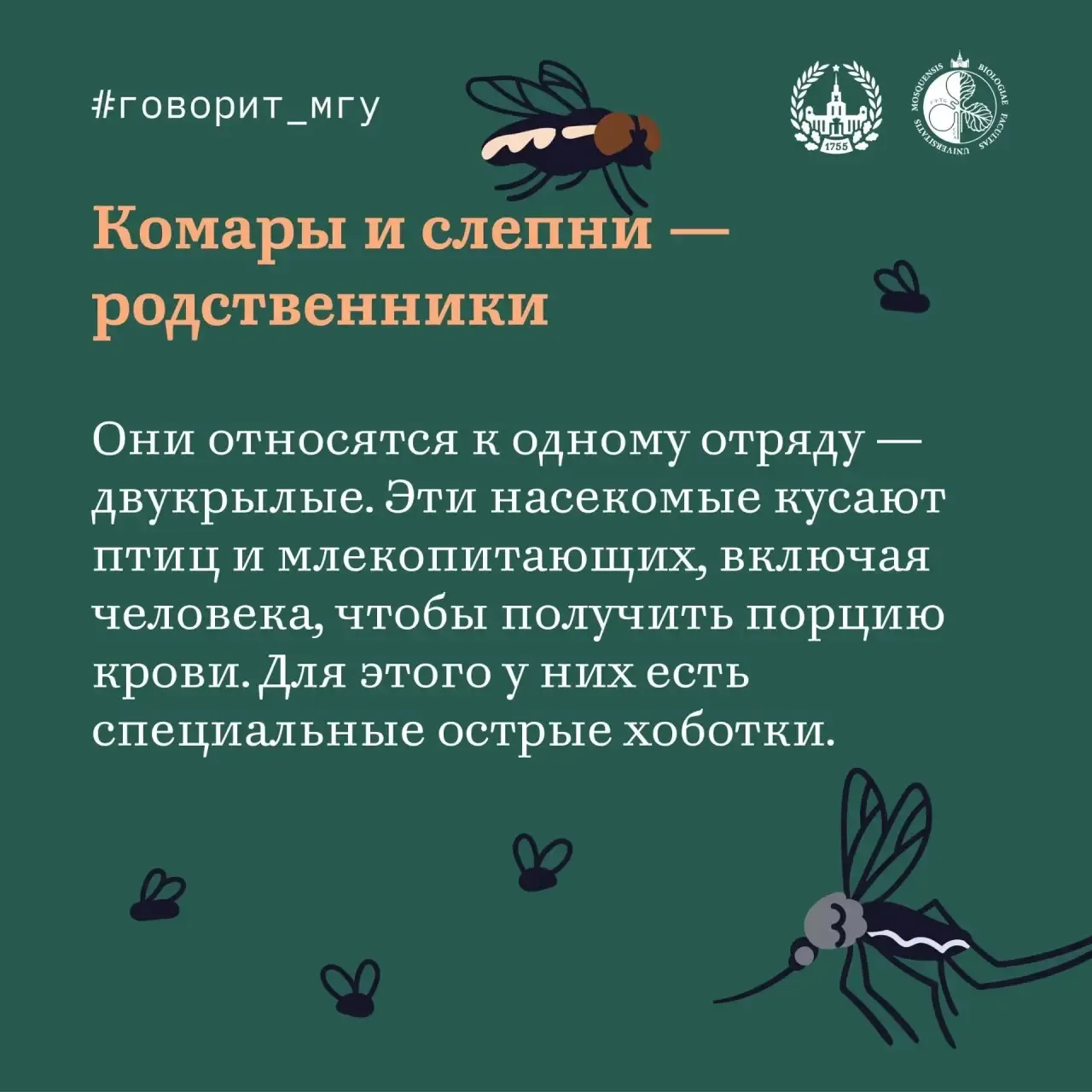Кровь, зуд и тонкий расчет: как кусают комары и их «родня»
