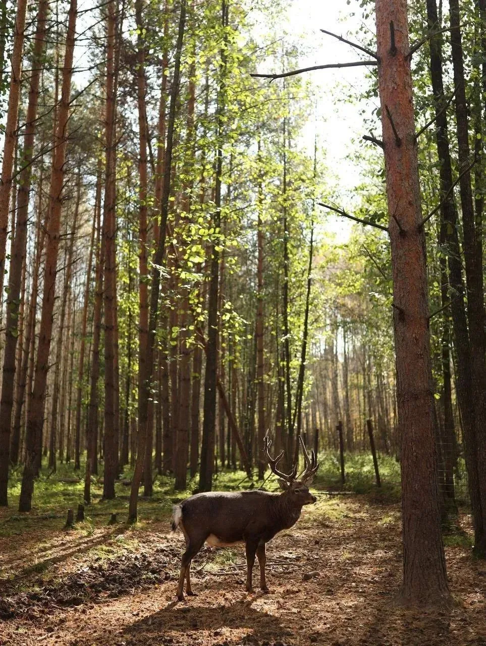 ❤️🍁Осеняя дорога в сказку!