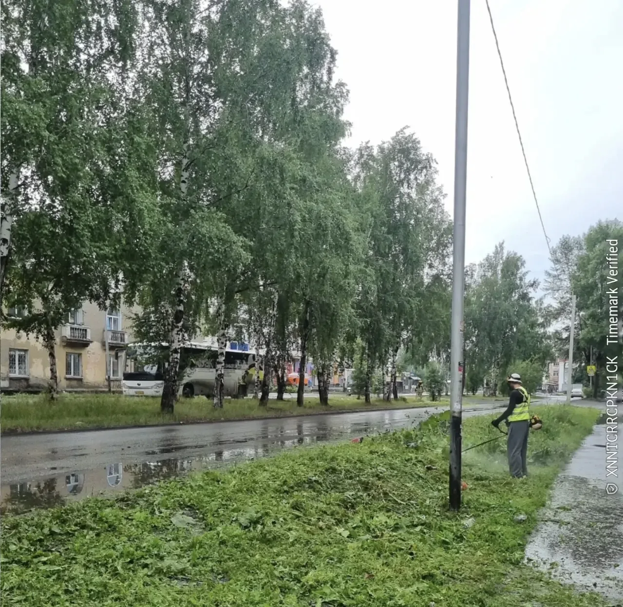 Жители Красной Горки на текущей неделе не раз обращали внимание на высокую траву — мы с...
