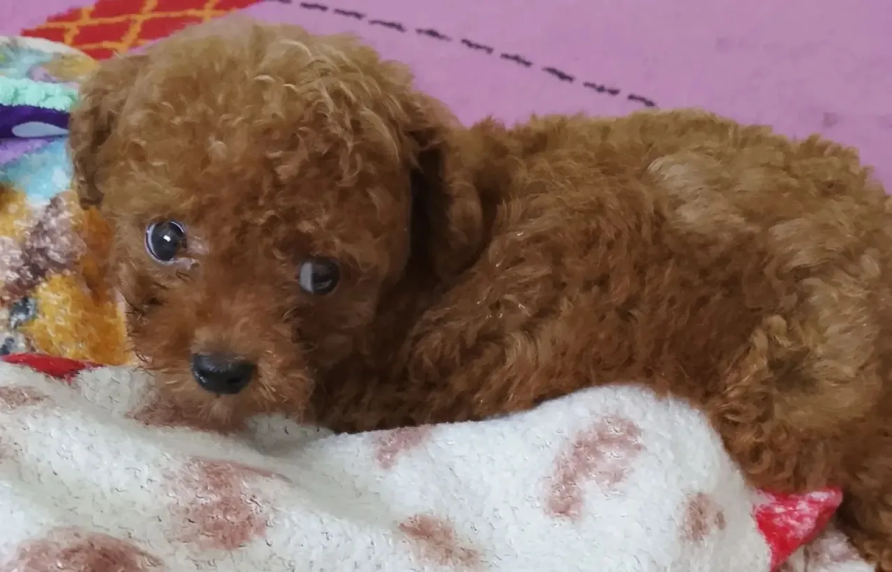 Мальчик нашел свою семью ❤️