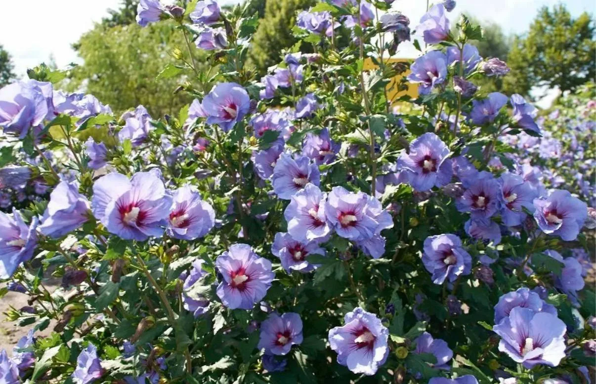 В Даляне цветет гибискус сирийский 🌺