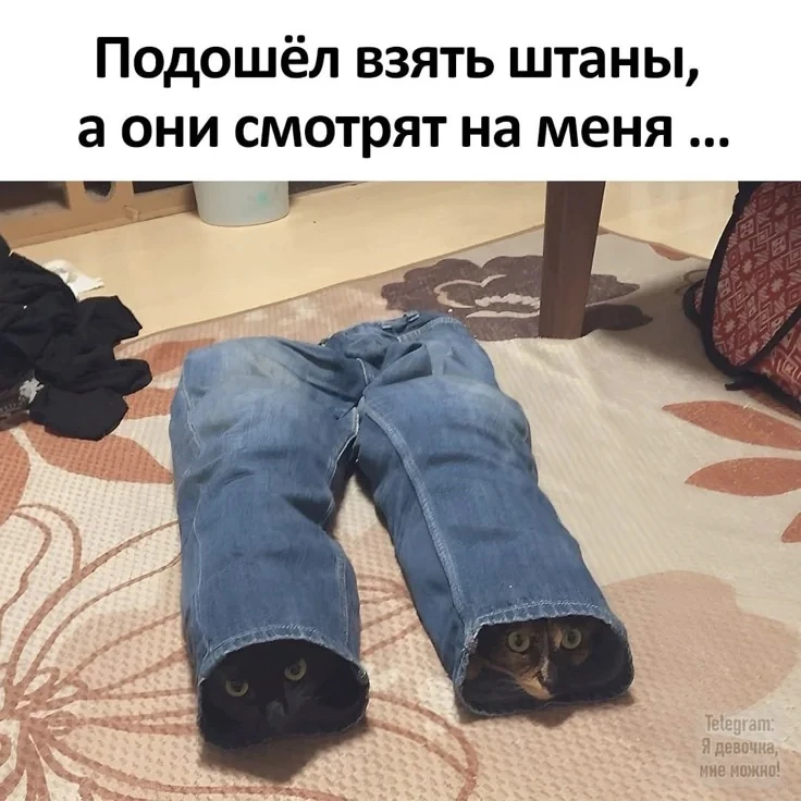 👀

Котаны • подписаться 
Наш второй канал • Пушистики