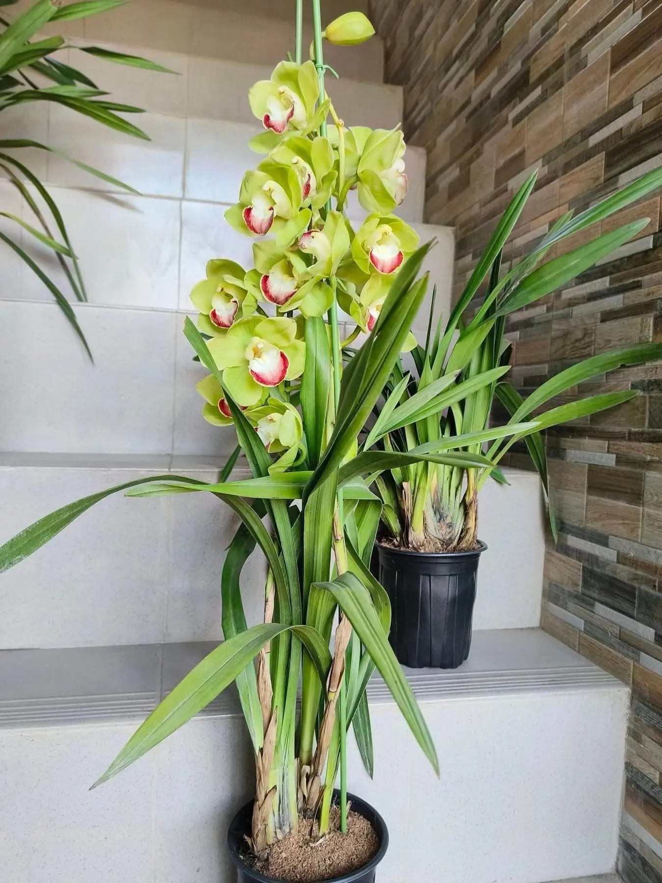 Крупные кусты цимбидиумов! Шикарное зрелище! 💐
