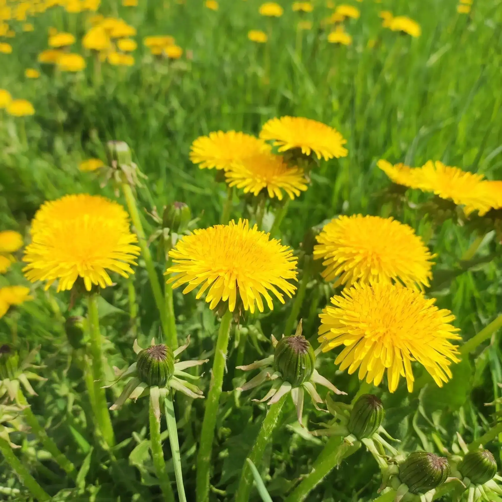 🌼 День одуванчика  в старшей группе "Золотая рыбка"🌼