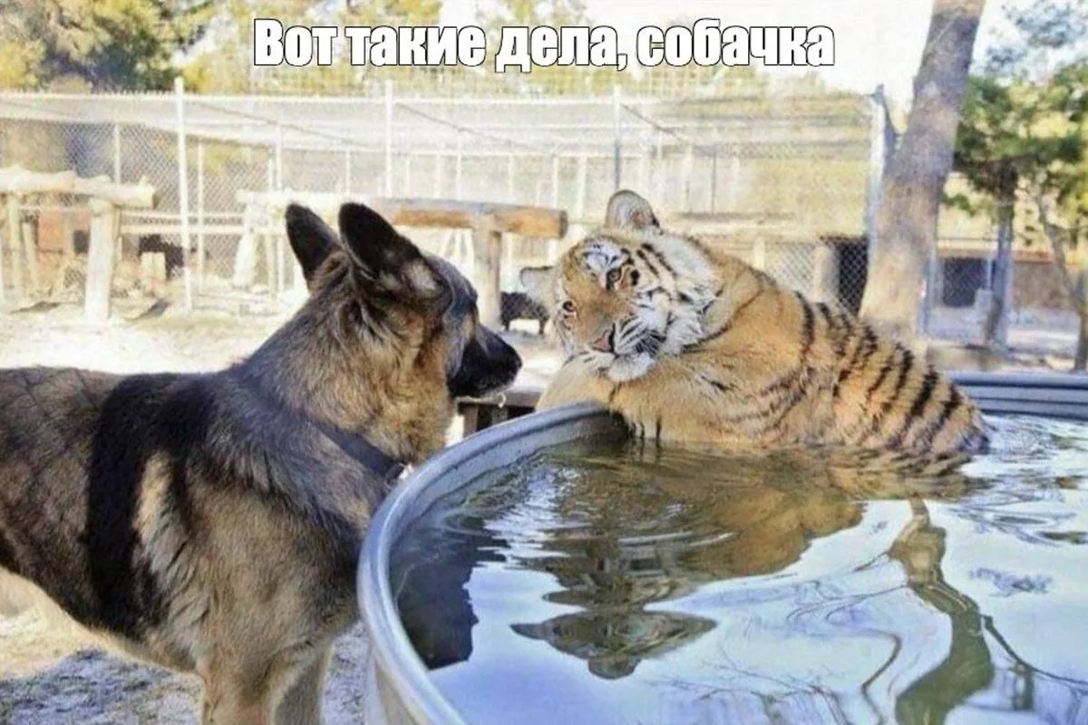 ❗️Отлов бездомных собак с сегодняшнего дня.