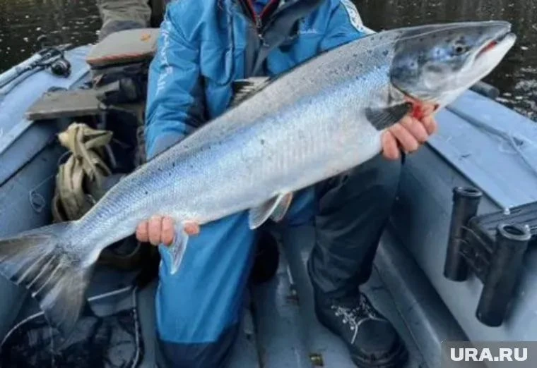 🚁🎣 На премиальную рыбалку за треть миллиона рублей приглашают югорчан  Тур предусматривает вертолетн