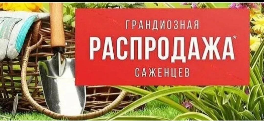 Друзья, большая распродажа ягодных культур. Ликвидация остатков🌹🌹🌹 прошлого года. Оо...