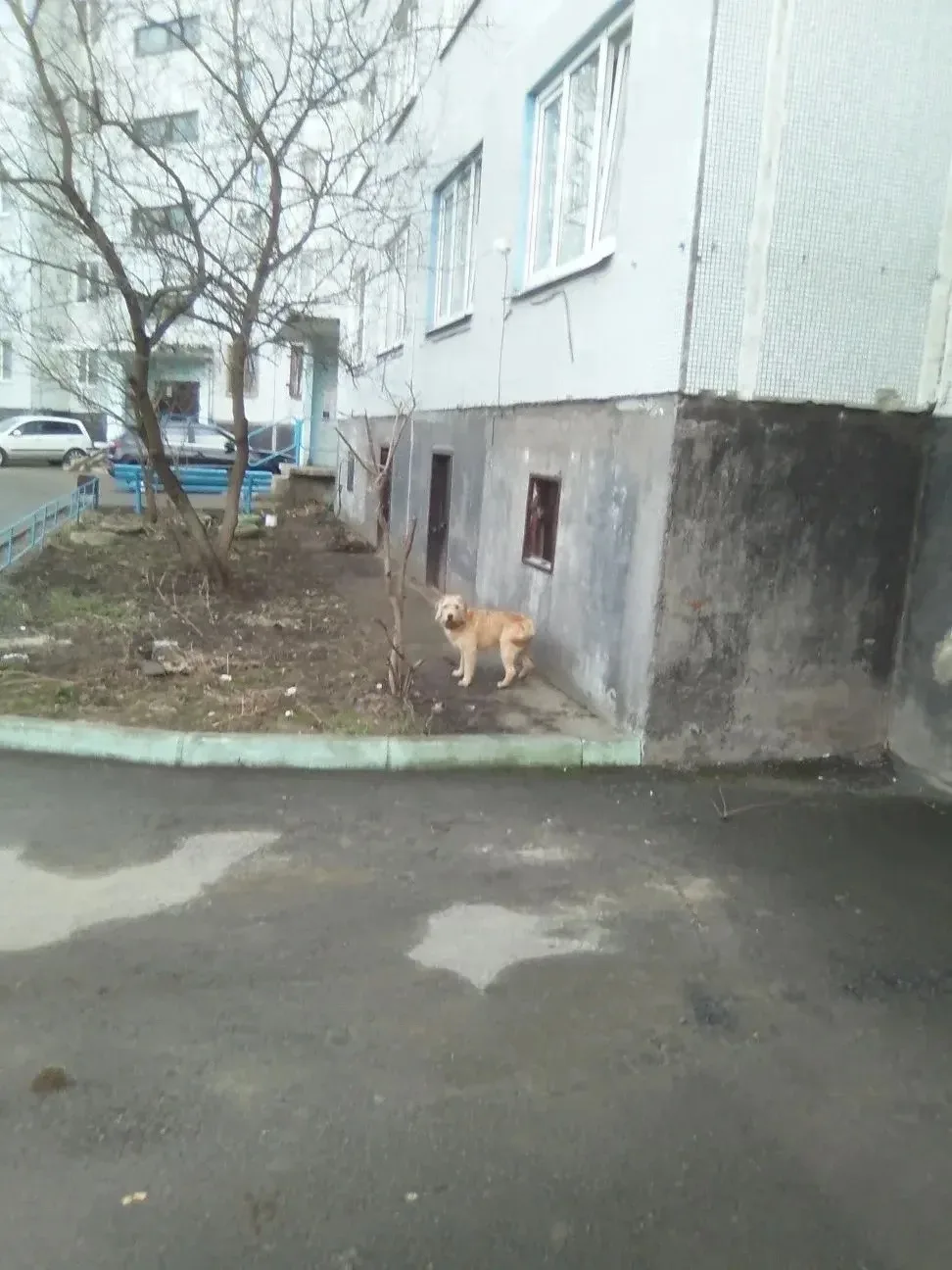 Никто друга не терял ? С красным ошейником... Ошивается у 3 дома Теплоэнергетиков