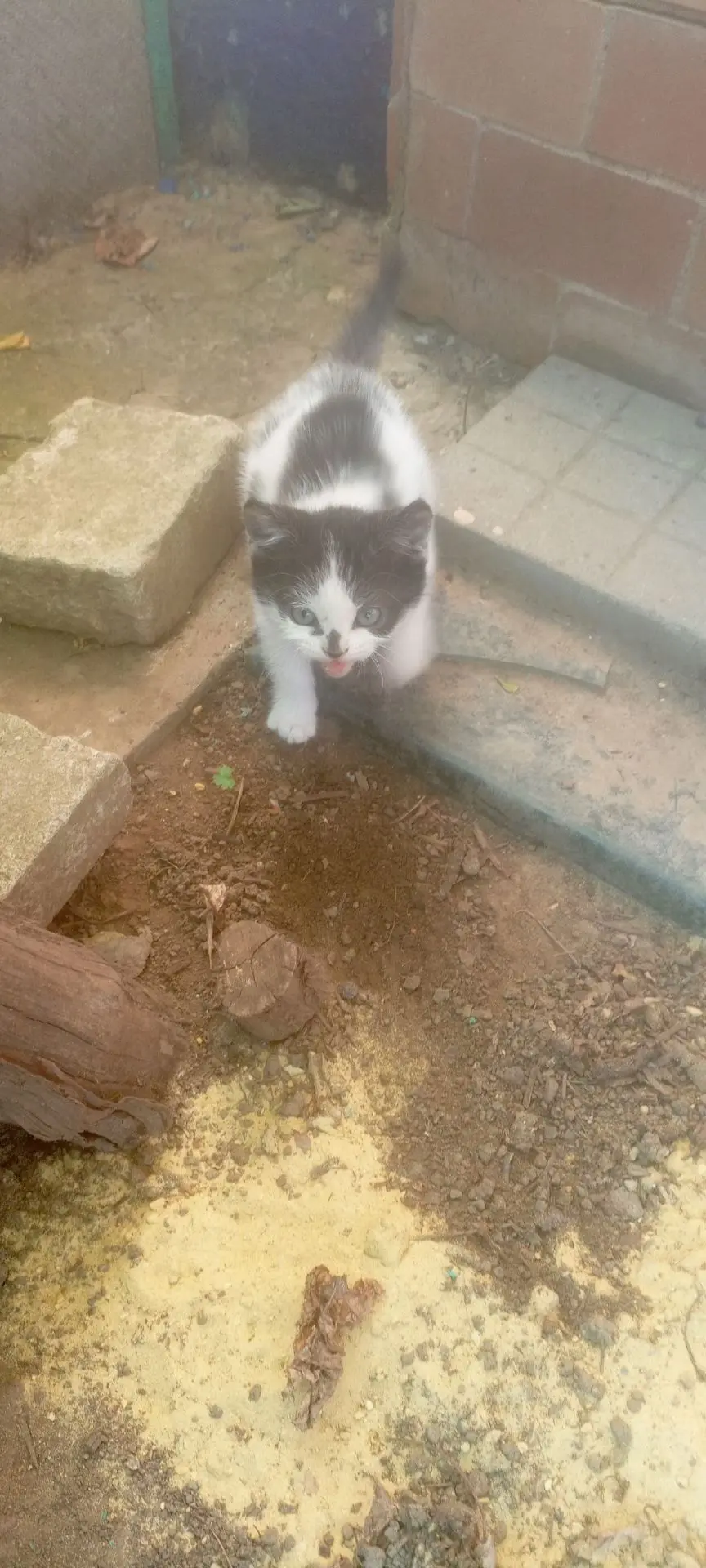 Отдам котят 😺 8 903 44 55 827