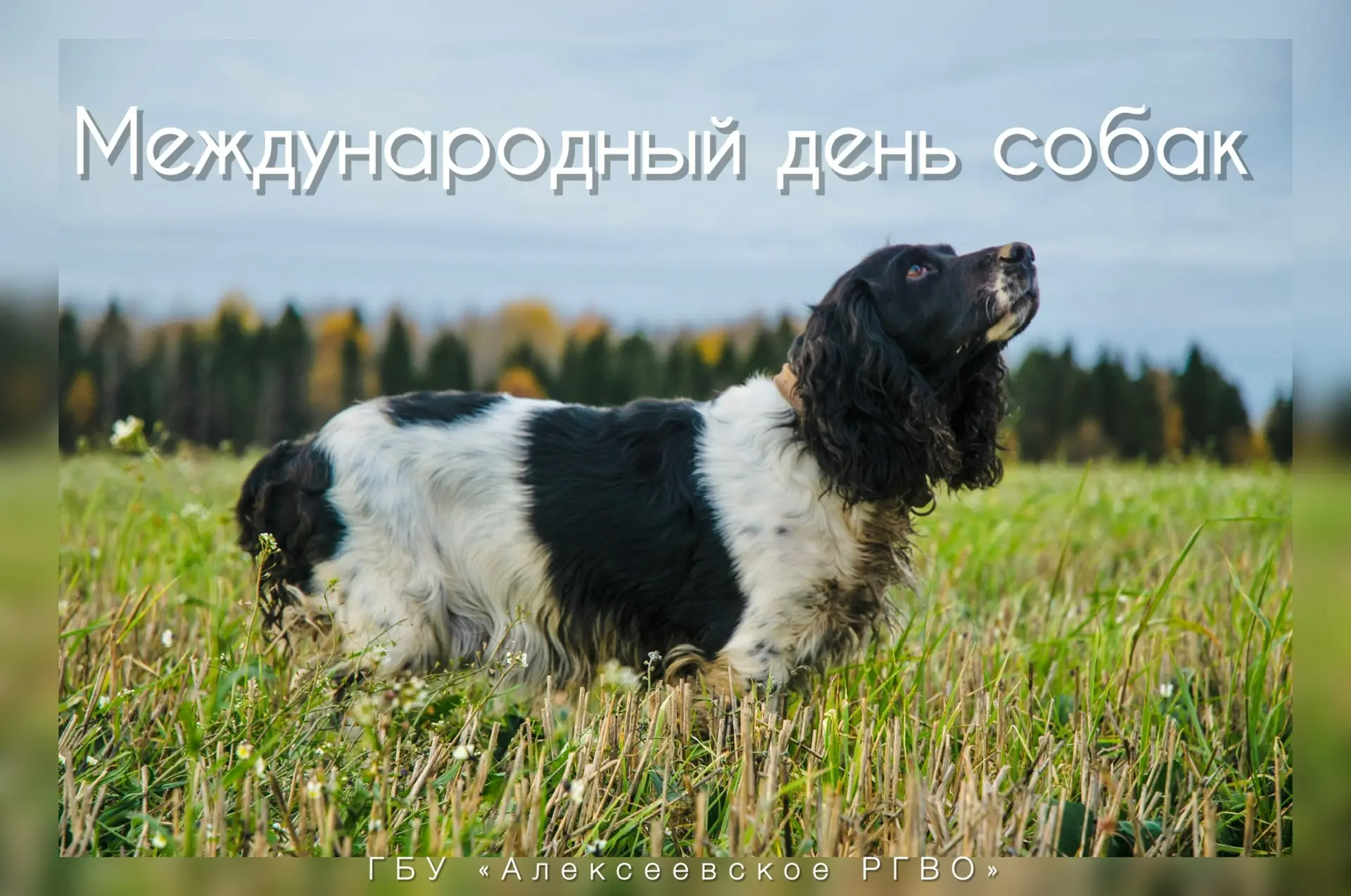 🐶 2 июля – всемирный день собак

Праздник появился относительно недавно — в 2012 году, когда собако