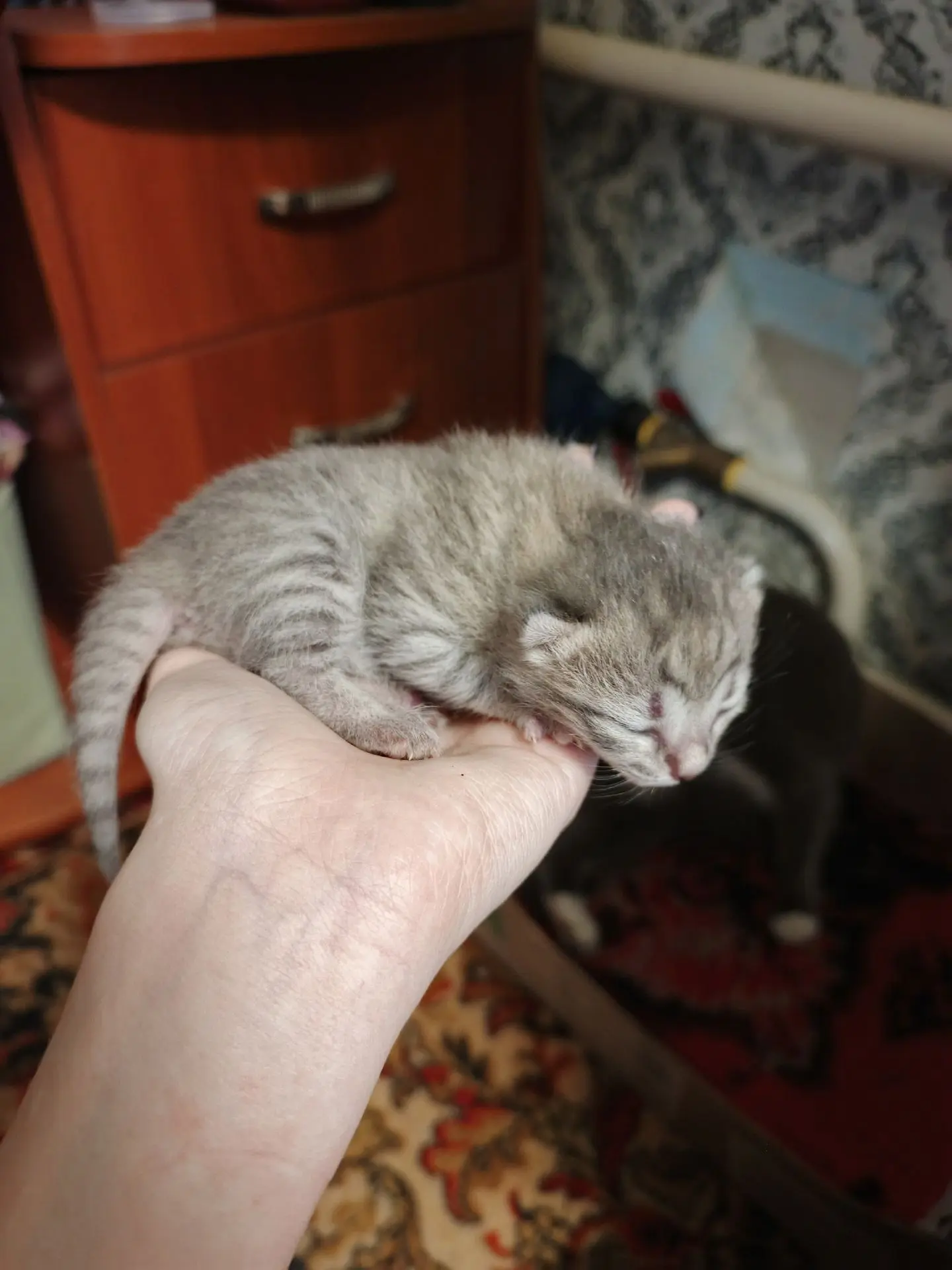 Умница, будущая мышеловка и ласковая мурлыка в добрые руки!